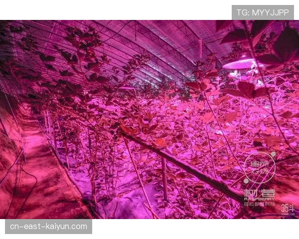 深度报道：草皮科技竞赛——意甲各俱乐部如何利用传感器与AI算法养护混合天然草